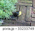 IMG_2744a_Golden Yellowbirds start a new life 33233749