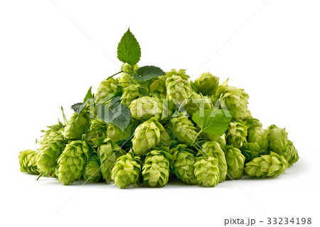 Hop Cones Isolated on the White Background. 33234198