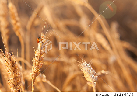 growth, environment, nature concept. close up of 33234474