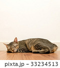Cat sleeping on wooden floor with white blank wall 33234513