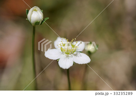 ウメバチソウ ウメバチソウ 33235289