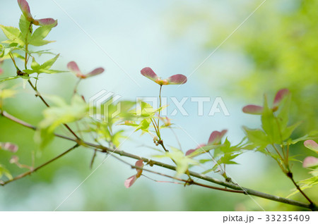 モミジの実 33235409