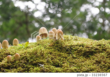 キララタケ キララタケ 33236567