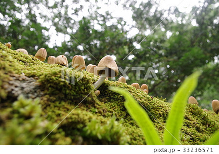 キララタケ 33236571