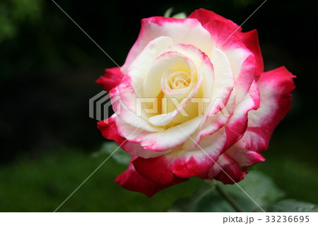 バラ　ダブルデライト 33236695