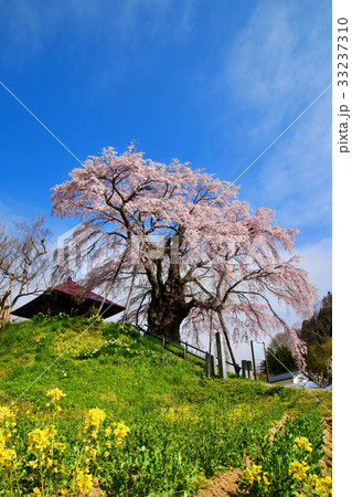 上石の不動桜(郡山市) 上石の不動桜(郡山市) 33237310