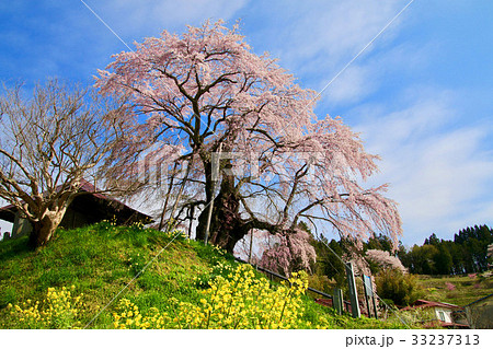 上石の不動桜(郡山市) 上石の不動桜(郡山市) 33237313