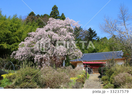 瑞雲寺の桜（郡山市） 33237579