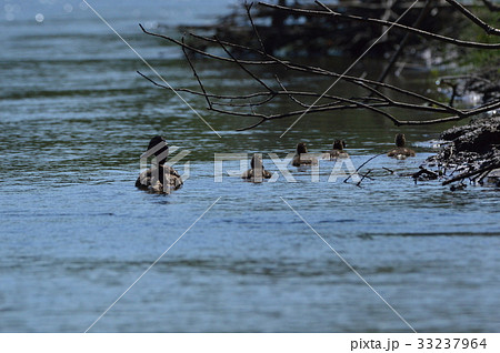 カルガモの親子（釧路湿原／北海道） 33237964