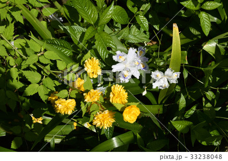 松尾大社　山吹と射干 33238048