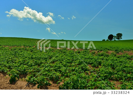 親子の木 親子の木 33238324