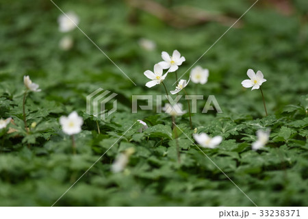 ニリンソウ 33238371