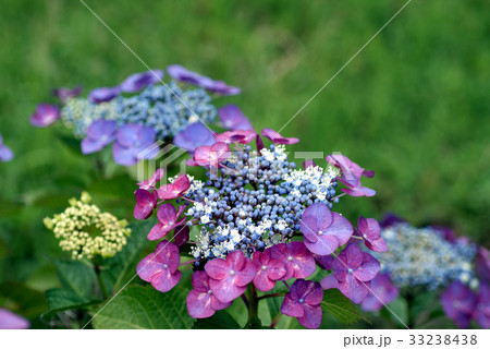 ガクアジサイ 33238438