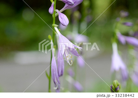ギボウシの花 33238442