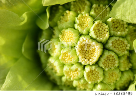 フキノトウ 33238499