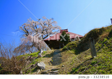 山田の天王桜(田村市) 山田の天王桜(田村市) 33238510