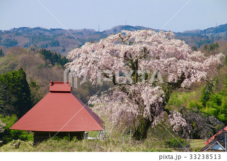 山田の天王桜(田村市) 山田の天王桜(田村市) 33238513
