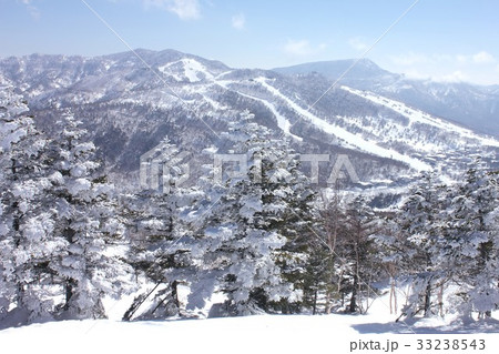 冬晴れの雪深い長野県志賀高原の樹氷 冬晴れの雪深い長野県志賀高原の樹氷 33238543