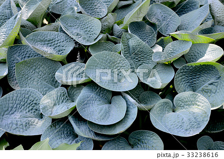 ギボウシの葉 33238616