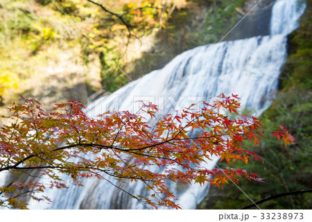 もみじと袋田の滝 33238973
