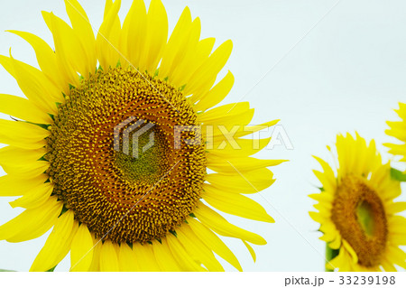 ひまわり ひまわり 33239198