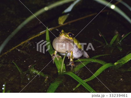 夜の田んぼで鳴嚢を膨らませて鳴く蛙の写真素材