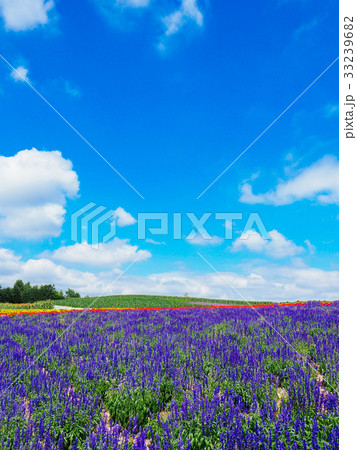ラベンダー畑 33239682