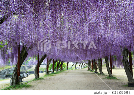 フジ2638- フジ2638- 33239692