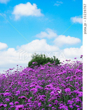 ラベンダー畑 33239767