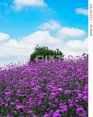 ラベンダー畑 33239768