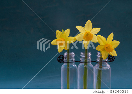 Spring flowers in closeup zoom with family 33240015