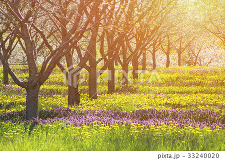 Heaven bright sun and field with nature warm Heaven bright sun and field with nature warm 33240020