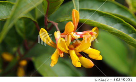 Polygala myrtifolia, Polygalaceae. Polygala myrtifolia, Polygalaceae. 33240055