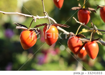 ろうや柿 ろうや柿 33241033