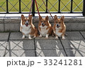 仲良しわんこ。 33241281