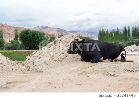 Cows laying on the rural road in Leh Ladakh 33241449