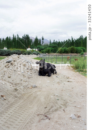 Cows laying on the rural road in Leh Ladakh 33241450