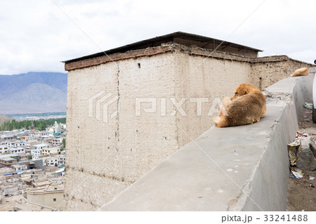 Dog with landscape view Dog with landscape view 33241488