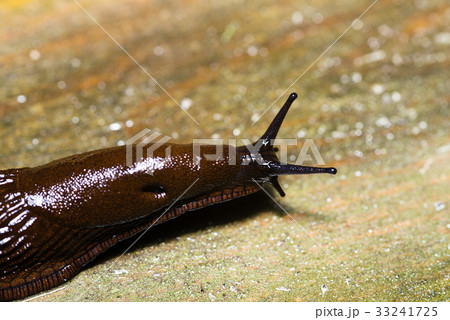 Spanish Slug (Arion vulgaris) on wood Spanish Slug (Arion vulgaris) on wood 33241725