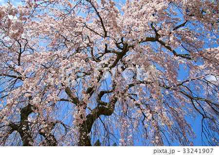 常光禅寺の桜（田村市） 33241907