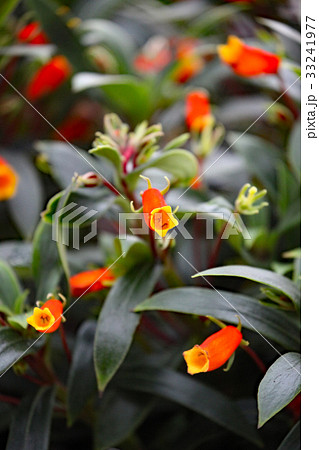 クフェア クフェア 33241977