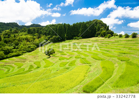 大山千枚田 33242778