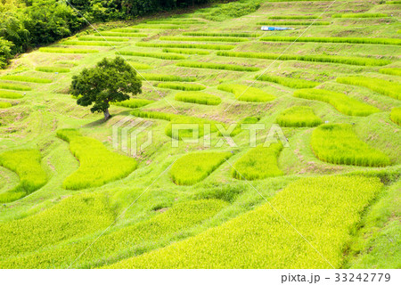 大山千枚田 大山千枚田 33242779
