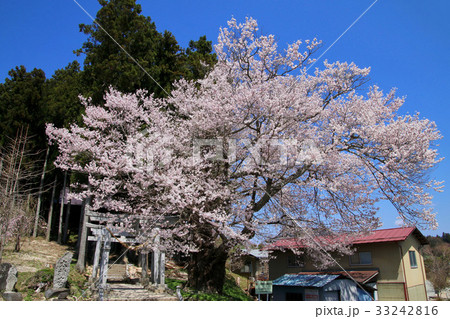 三渡神社の桜(二本松市) 三渡神社の桜(二本松市) 33242816