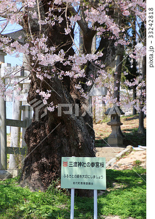 三渡神社の桜(二本松市) 三渡神社の桜(二本松市) 33242818