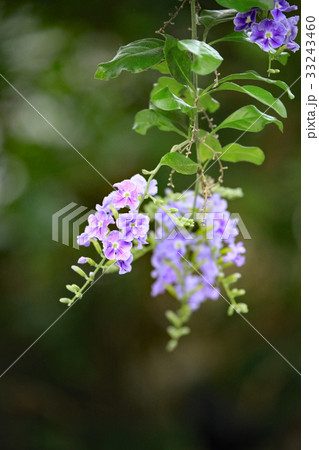 デュランタ 33243460