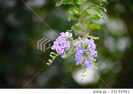 デュランタ デュランタ 33243461