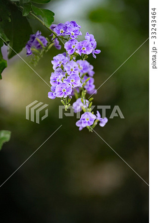 デュランタ 33243464