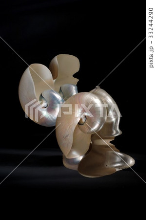 オウムガイ 33244290