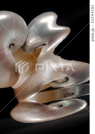 オウムガイ オウムガイ 33244292